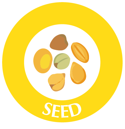 Seed